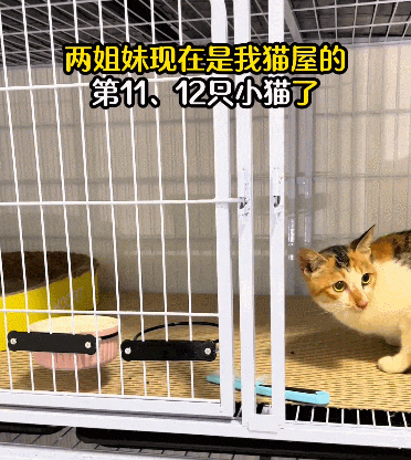 【宠物】流浪姐妹花从小形影不离，姐姐被带走后，妹妹在楼下哭，好心人一个举动，让百万网友狂赞（组图） - 11