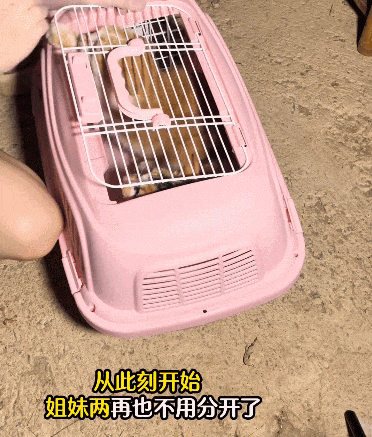 【宠物】流浪姐妹花从小形影不离，姐姐被带走后，妹妹在楼下哭，好心人一个举动，让百万网友狂赞（组图） - 10