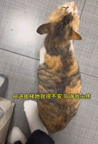 【宠物】流浪姐妹花从小形影不离，姐姐被带走后，妹妹在楼下哭，好心人一个举动，让百万网友狂赞（组图） - 7