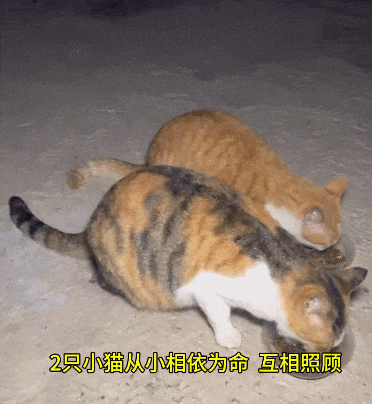 【宠物】流浪姐妹花从小形影不离，姐姐被带走后，妹妹在楼下哭，好心人一个举动，让百万网友狂赞（组图） - 5