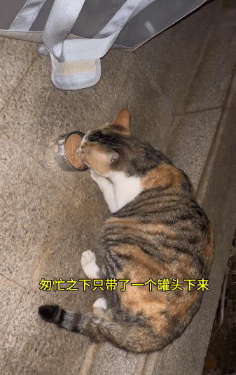 【宠物】流浪姐妹花从小形影不离，姐姐被带走后，妹妹在楼下哭，好心人一个举动，让百万网友狂赞（组图） - 9