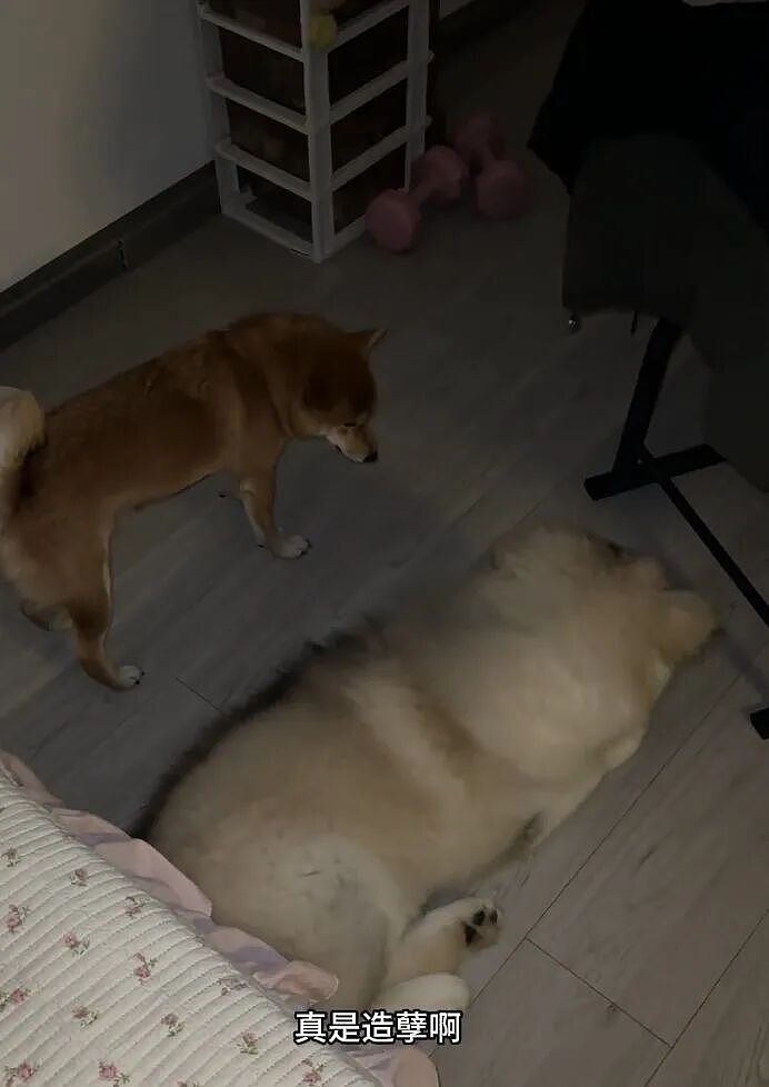 【宠物】网友家狗子便秘，被喂地瓜后疯狂放屁，网友被熏得逃离现场（组图） - 17