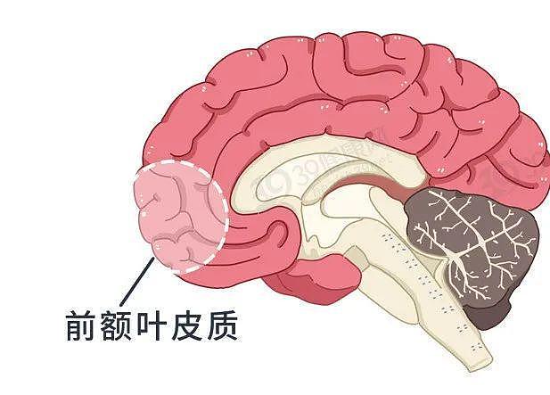 【两性】为啥男人喜欢用下半身思考? 蛋蛋和大脑太相似(组图) - 9