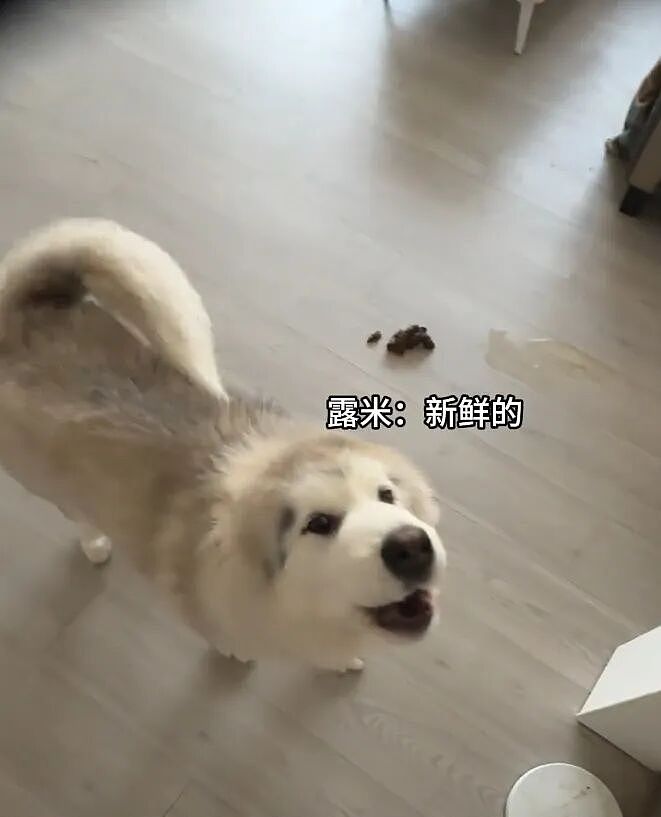【宠物】网友家狗子便秘，被喂地瓜后疯狂放屁，网友被熏得逃离现场（组图） - 2