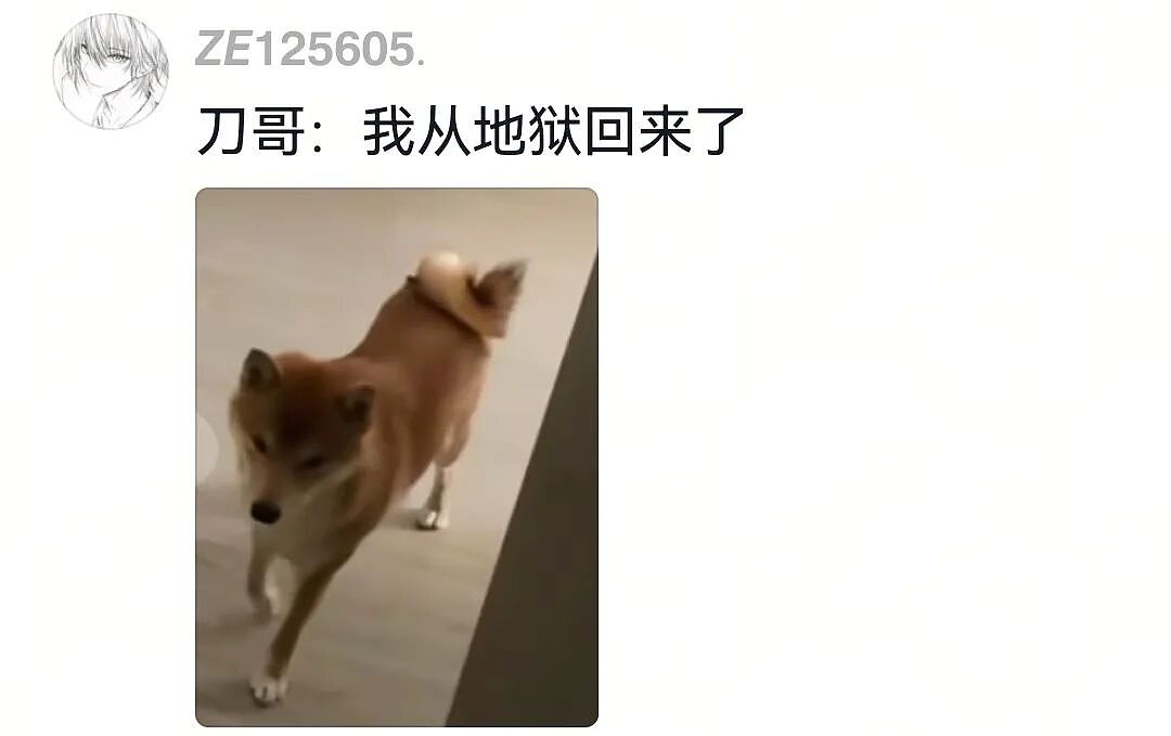 【宠物】网友家狗子便秘，被喂地瓜后疯狂放屁，网友被熏得逃离现场（组图） - 19