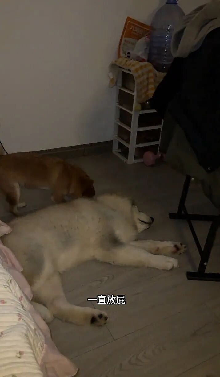 【宠物】网友家狗子便秘，被喂地瓜后疯狂放屁，网友被熏得逃离现场（组图） - 6
