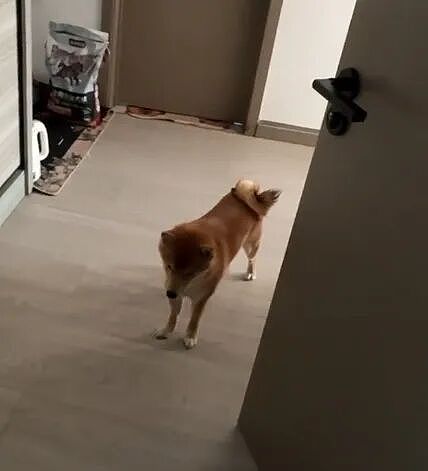 【宠物】网友家狗子便秘，被喂地瓜后疯狂放屁，网友被熏得逃离现场（组图） - 13