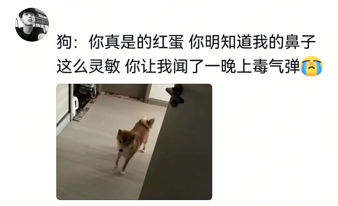 【宠物】网友家狗子便秘，被喂地瓜后疯狂放屁，网友被熏得逃离现场（组图） - 15