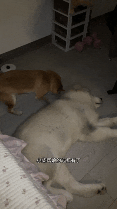 【宠物】网友家狗子便秘，被喂地瓜后疯狂放屁，网友被熏得逃离现场（组图） - 7