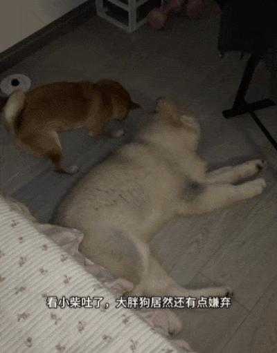 【宠物】网友家狗子便秘，被喂地瓜后疯狂放屁，网友被熏得逃离现场（组图） - 8