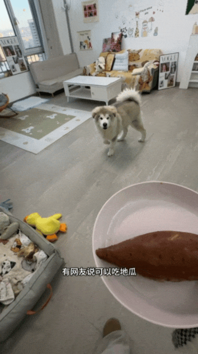 【宠物】网友家狗子便秘，被喂地瓜后疯狂放屁，网友被熏得逃离现场（组图） - 1