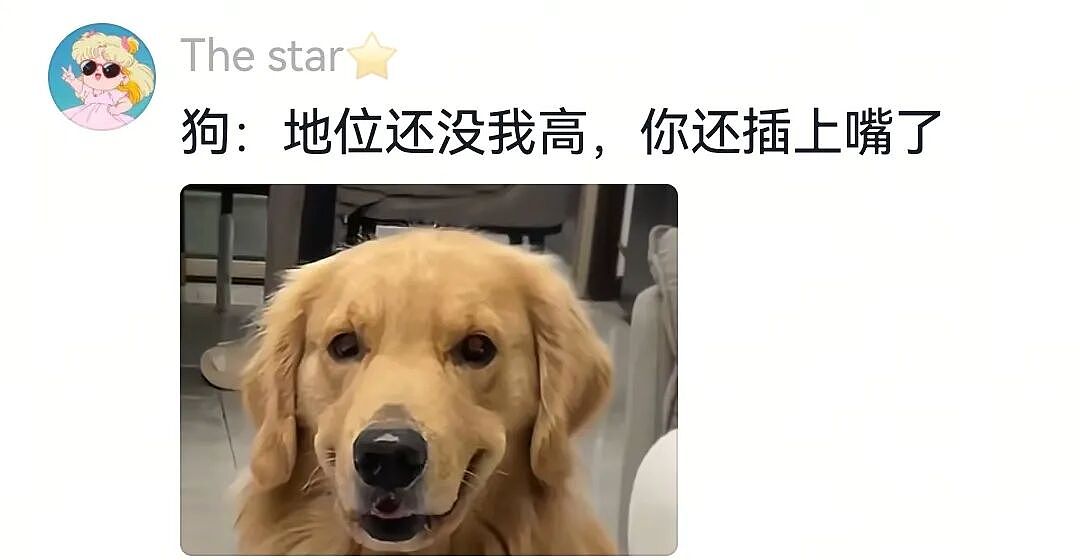 【宠物】大金毛想吃小零食，爸爸说好几次同意狗子依旧不动，结果妈妈一句话让爸爸破防（组图） - 9