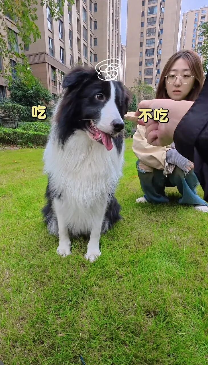 【宠物】大金毛想吃小零食，爸爸说好几次同意狗子依旧不动，结果妈妈一句话让爸爸破防（组图） - 17