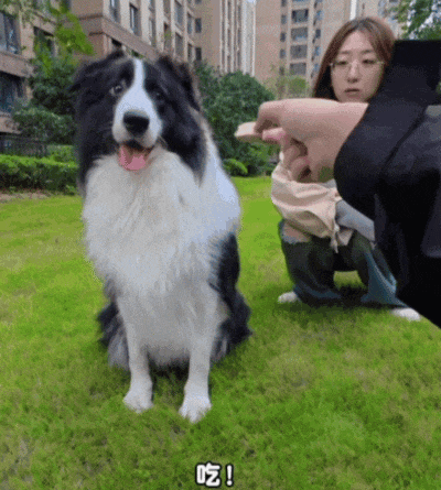 【宠物】大金毛想吃小零食，爸爸说好几次同意狗子依旧不动，结果妈妈一句话让爸爸破防（组图） - 16