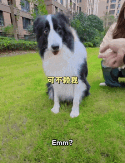 【宠物】大金毛想吃小零食，爸爸说好几次同意狗子依旧不动，结果妈妈一句话让爸爸破防（组图） - 20