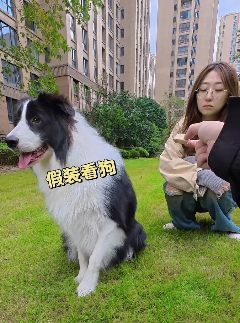 【宠物】大金毛想吃小零食，爸爸说好几次同意狗子依旧不动，结果妈妈一句话让爸爸破防（组图） - 18