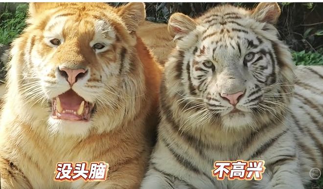 老虎版“没头脑”和“不高兴”爆火出圈，饲养员：它们是双胞胎，其实很聪明很开心（组图） - 1