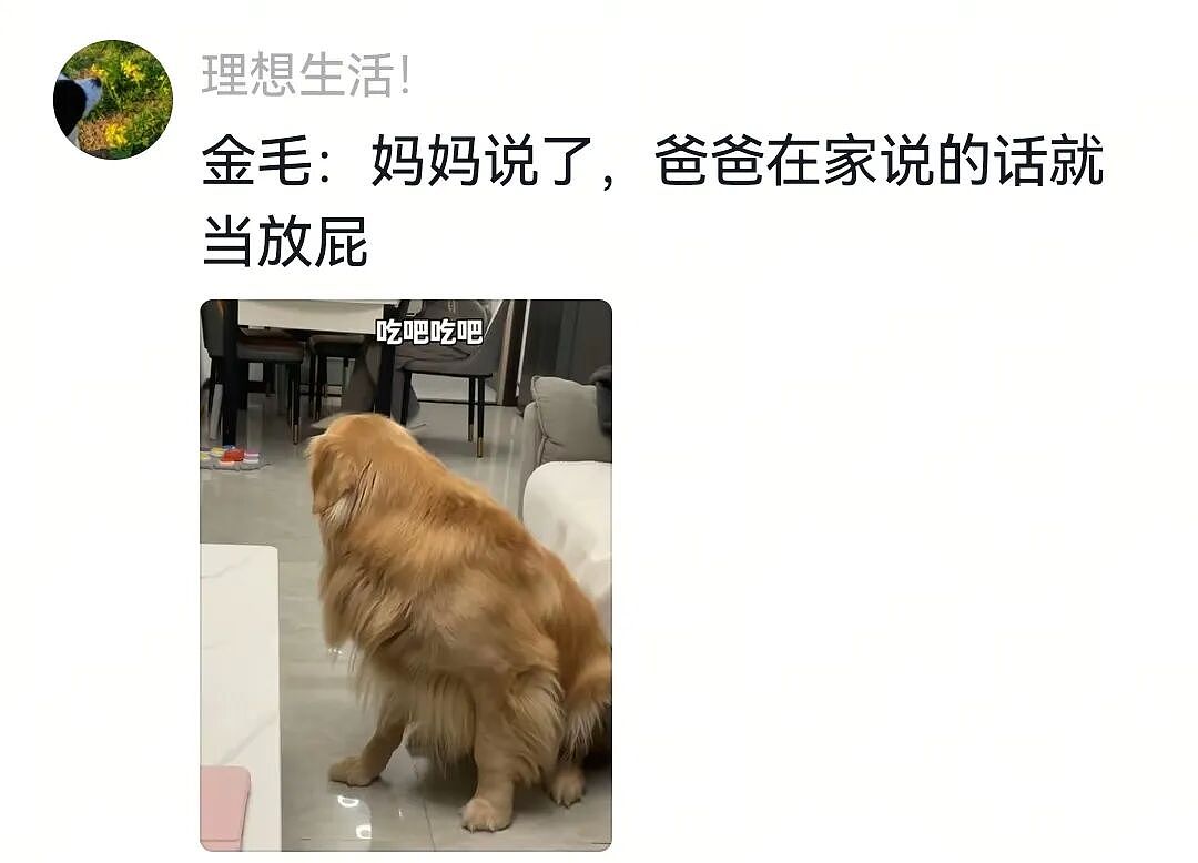 【宠物】大金毛想吃小零食，爸爸说好几次同意狗子依旧不动，结果妈妈一句话让爸爸破防（组图） - 10