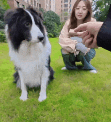 【宠物】大金毛想吃小零食，爸爸说好几次同意狗子依旧不动，结果妈妈一句话让爸爸破防（组图） - 21