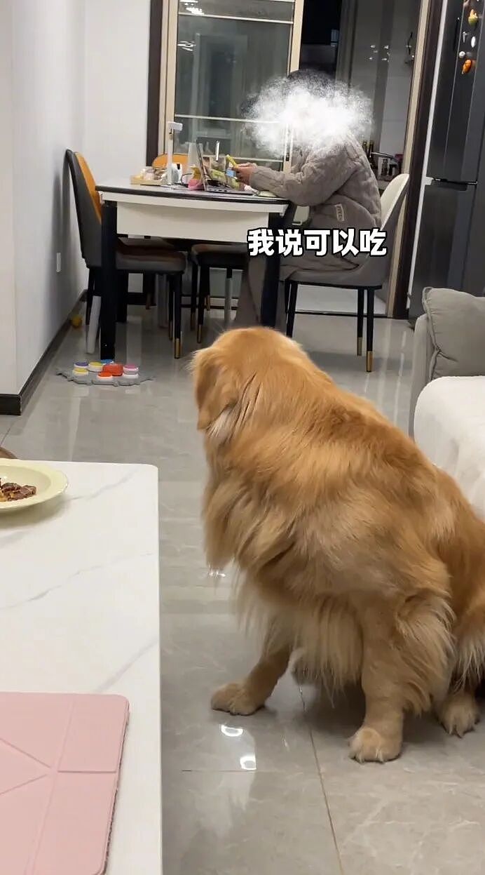【宠物】大金毛想吃小零食，爸爸说好几次同意狗子依旧不动，结果妈妈一句话让爸爸破防（组图） - 5