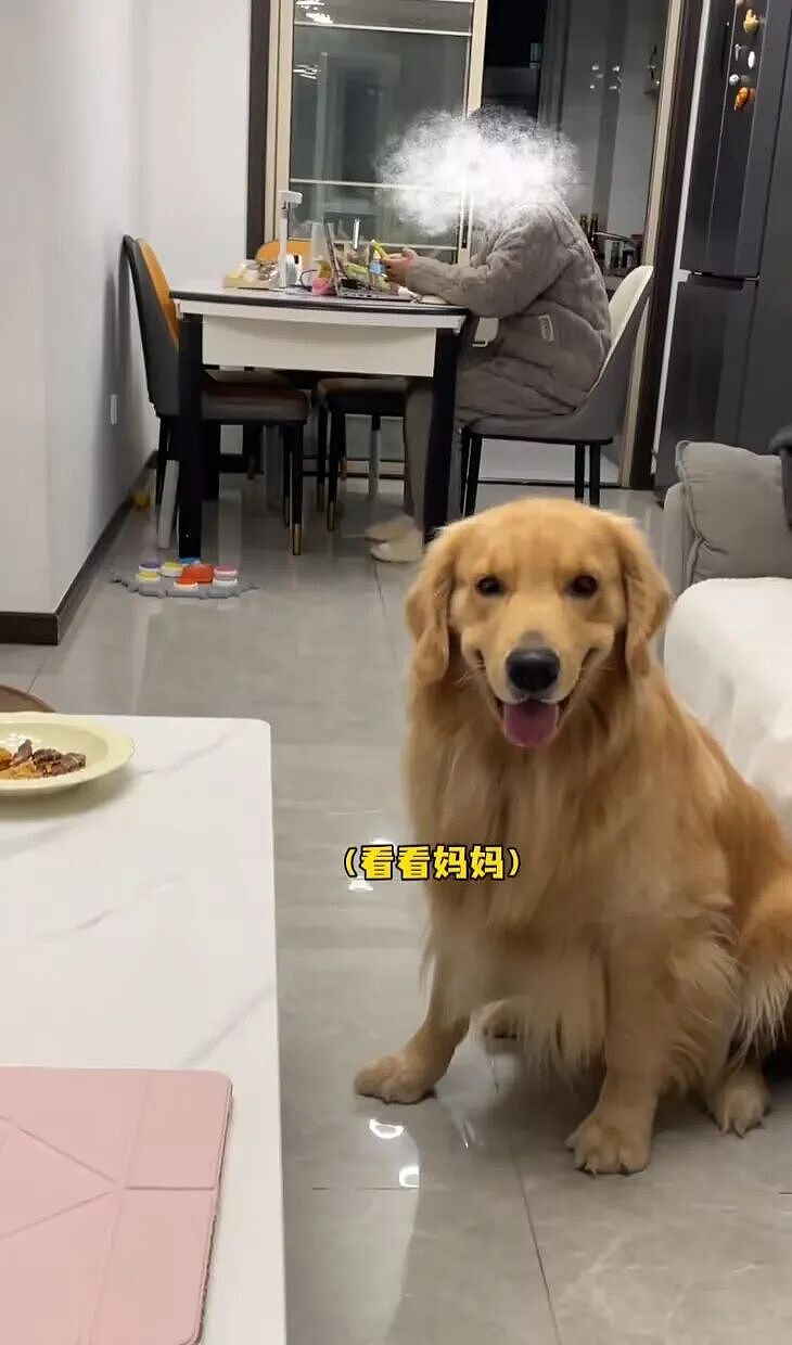 【宠物】大金毛想吃小零食，爸爸说好几次同意狗子依旧不动，结果妈妈一句话让爸爸破防（组图） - 6