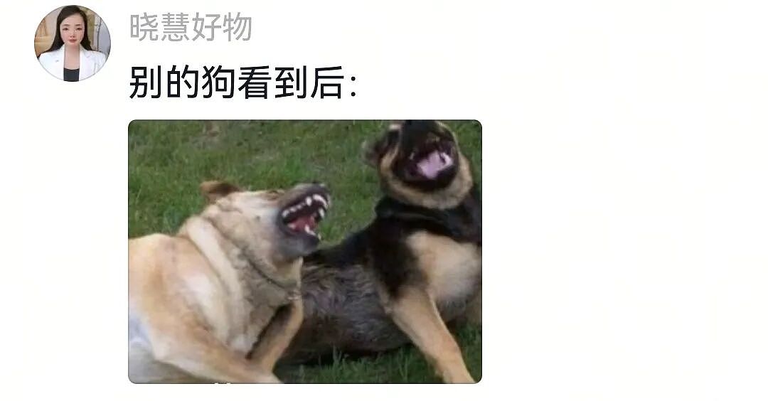 【宠物】白狗进雪地后一秒变黑，且越走越脏…主人摸不着头脑，网友也一脸懵（组图） - 11
