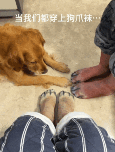 【宠物】白狗进雪地后一秒变黑，且越走越脏…主人摸不着头脑，网友也一脸懵（组图） - 1