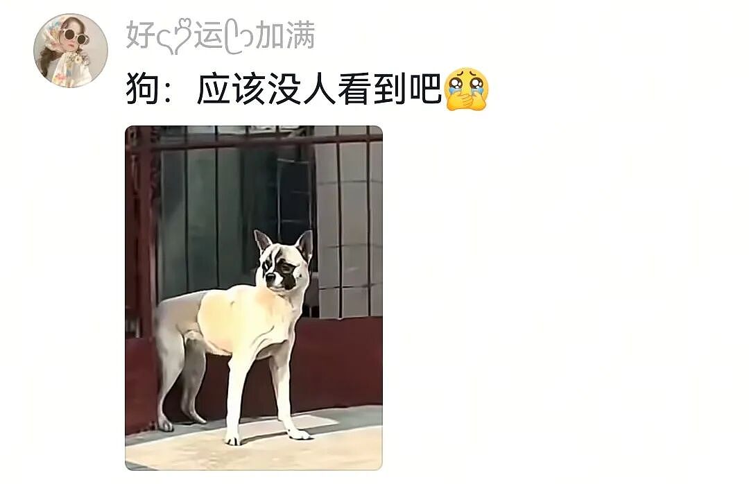 【宠物】白狗进雪地后一秒变黑，且越走越脏…主人摸不着头脑，网友也一脸懵（组图） - 12