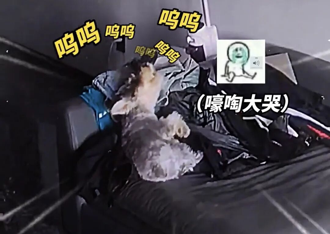 【宠物】白狗进雪地后一秒变黑，且越走越脏…主人摸不着头脑，网友也一脸懵（组图） - 15