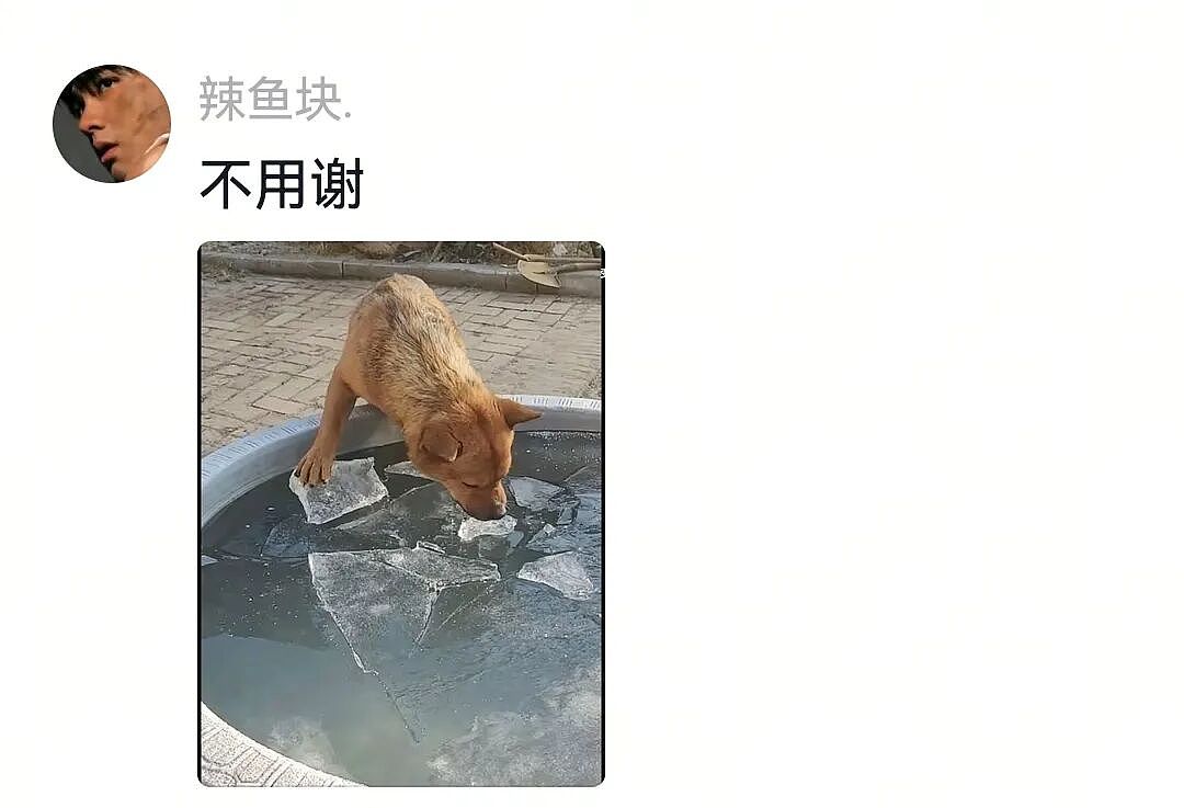 【宠物】白狗进雪地后一秒变黑，且越走越脏…主人摸不着头脑，网友也一脸懵（组图） - 20