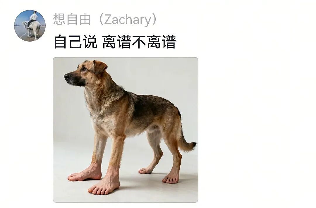 【宠物】白狗进雪地后一秒变黑，且越走越脏…主人摸不着头脑，网友也一脸懵（组图） - 5
