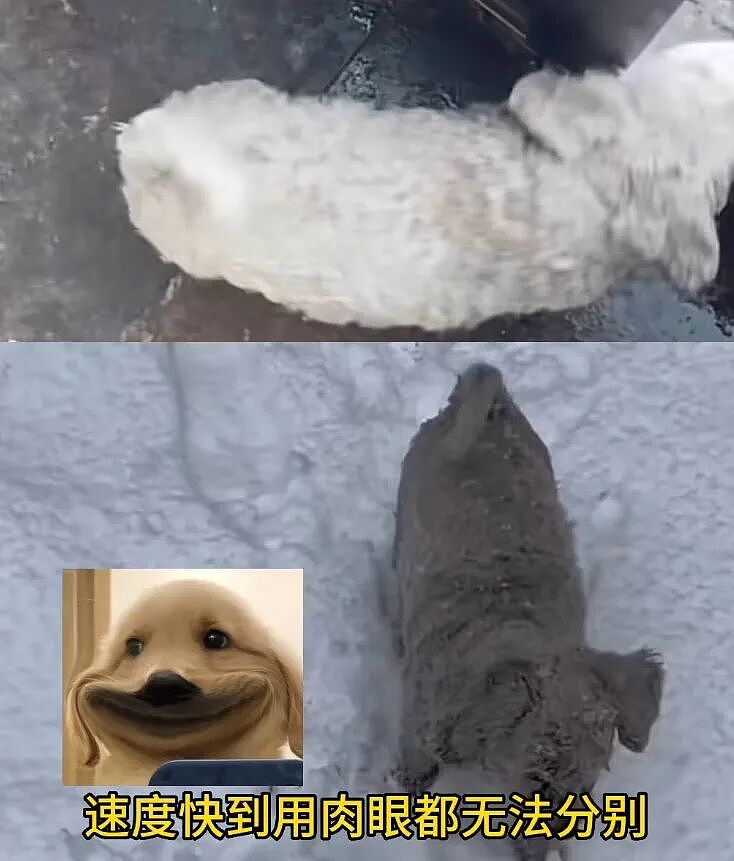 【宠物】白狗进雪地后一秒变黑，且越走越脏…主人摸不着头脑，网友也一脸懵（组图） - 22