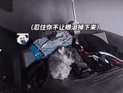 【宠物】白狗进雪地后一秒变黑，且越走越脏…主人摸不着头脑，网友也一脸懵（组图） - 13