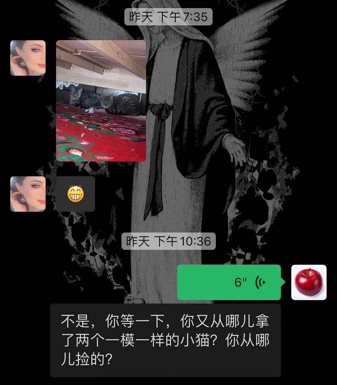 【宠物】妹子说妈妈经常捡小猫，网友还以为是夸张，点进去一看：阿姨每天就是吃饭睡觉捡猫猫吧（组图） - 8