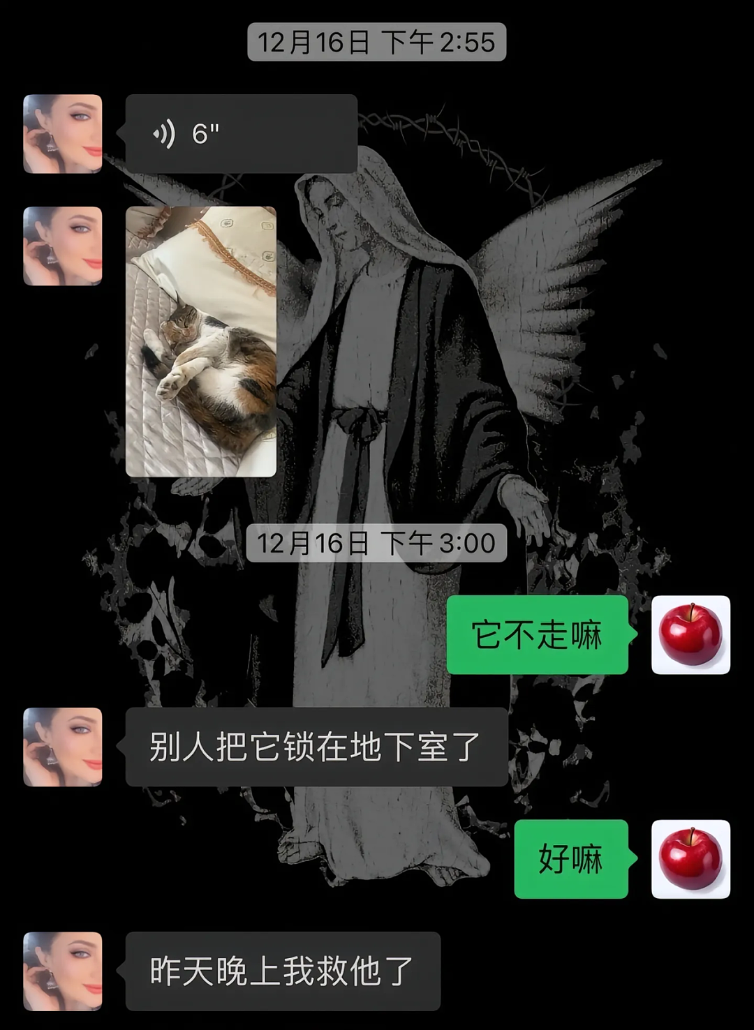 【宠物】妹子说妈妈经常捡小猫，网友还以为是夸张，点进去一看：阿姨每天就是吃饭睡觉捡猫猫吧（组图） - 6
