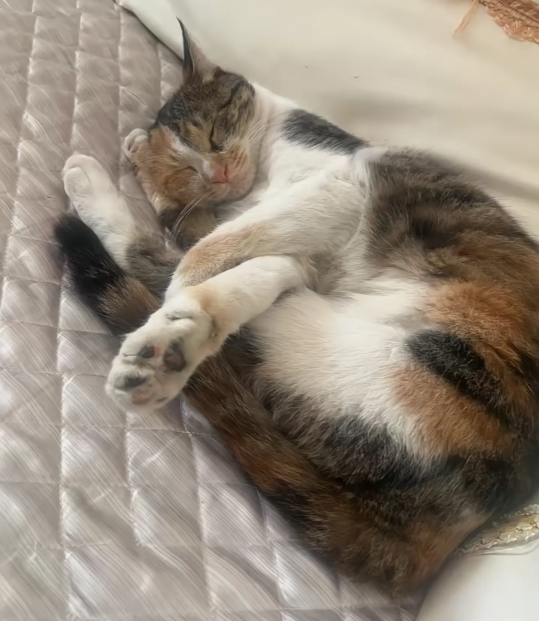 【宠物】妹子说妈妈经常捡小猫，网友还以为是夸张，点进去一看：阿姨每天就是吃饭睡觉捡猫猫吧（组图） - 7