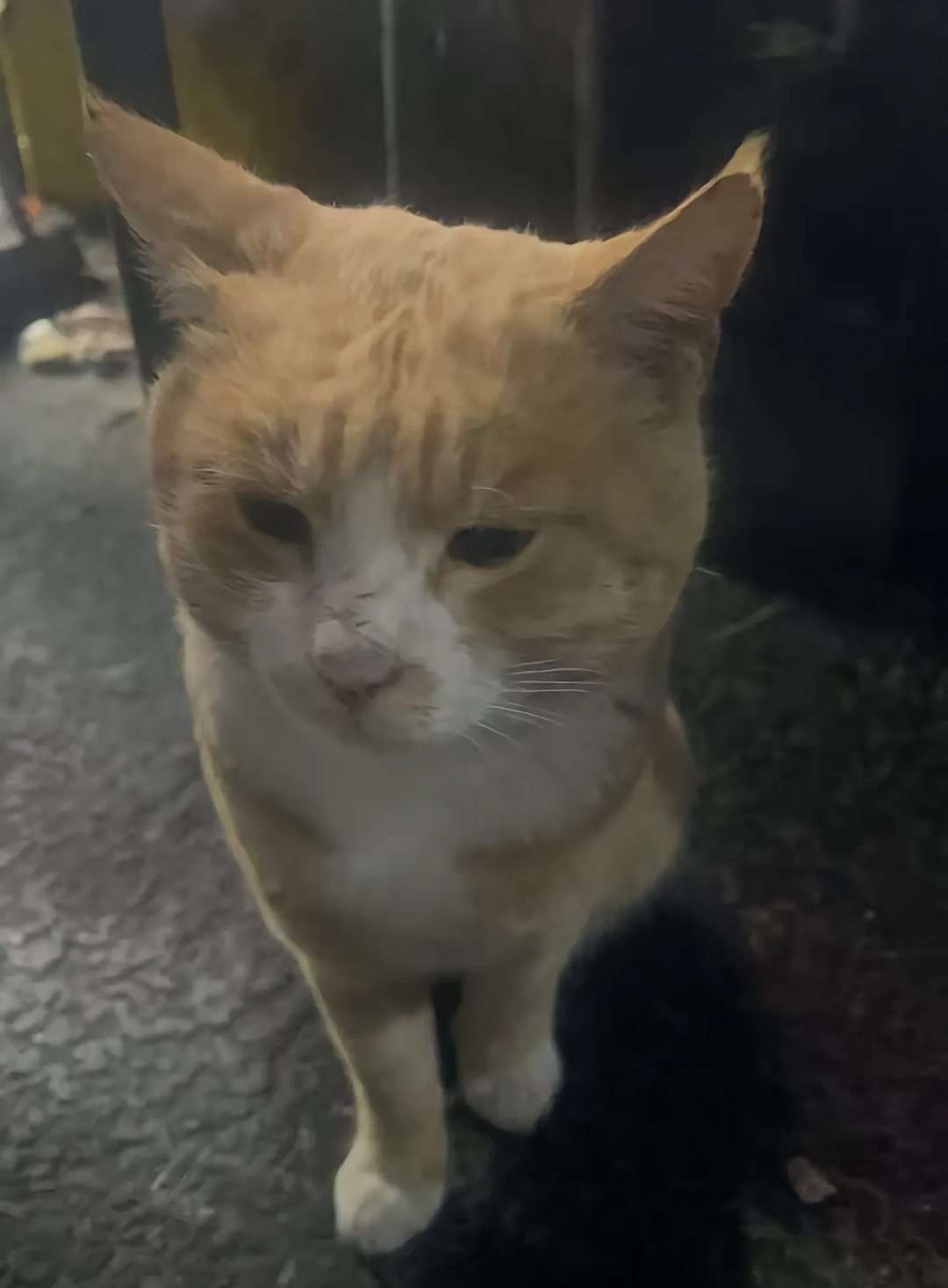 【宠物】妹子说妈妈经常捡小猫，网友还以为是夸张，点进去一看：阿姨每天就是吃饭睡觉捡猫猫吧（组图） - 3