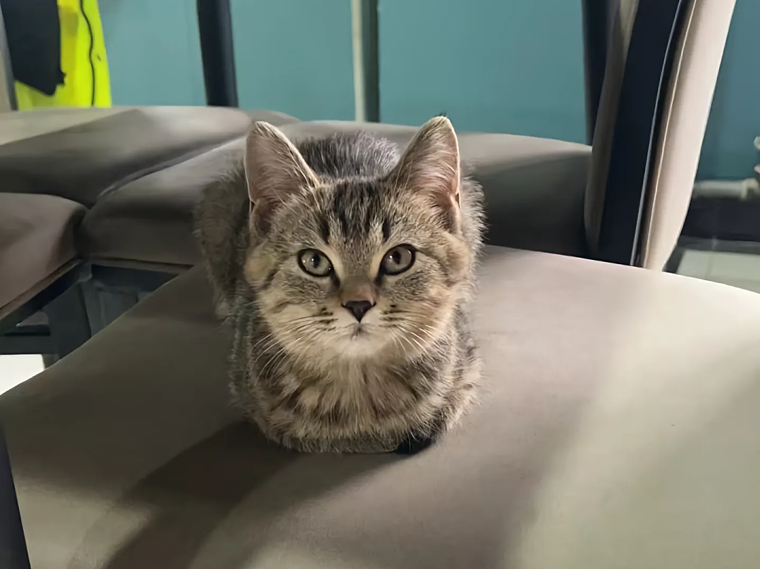 【宠物】妹子说妈妈经常捡小猫，网友还以为是夸张，点进去一看：阿姨每天就是吃饭睡觉捡猫猫吧（组图） - 5