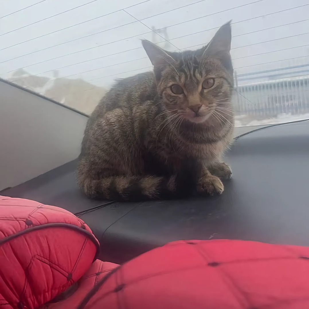 【宠物】妹子说妈妈经常捡小猫，网友还以为是夸张，点进去一看：阿姨每天就是吃饭睡觉捡猫猫吧（组图） - 11