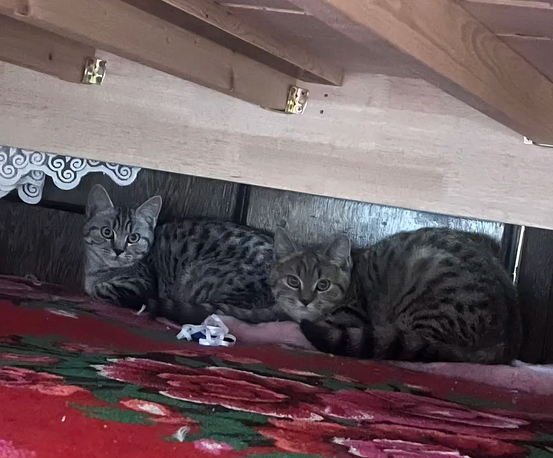 【宠物】妹子说妈妈经常捡小猫，网友还以为是夸张，点进去一看：阿姨每天就是吃饭睡觉捡猫猫吧（组图） - 9