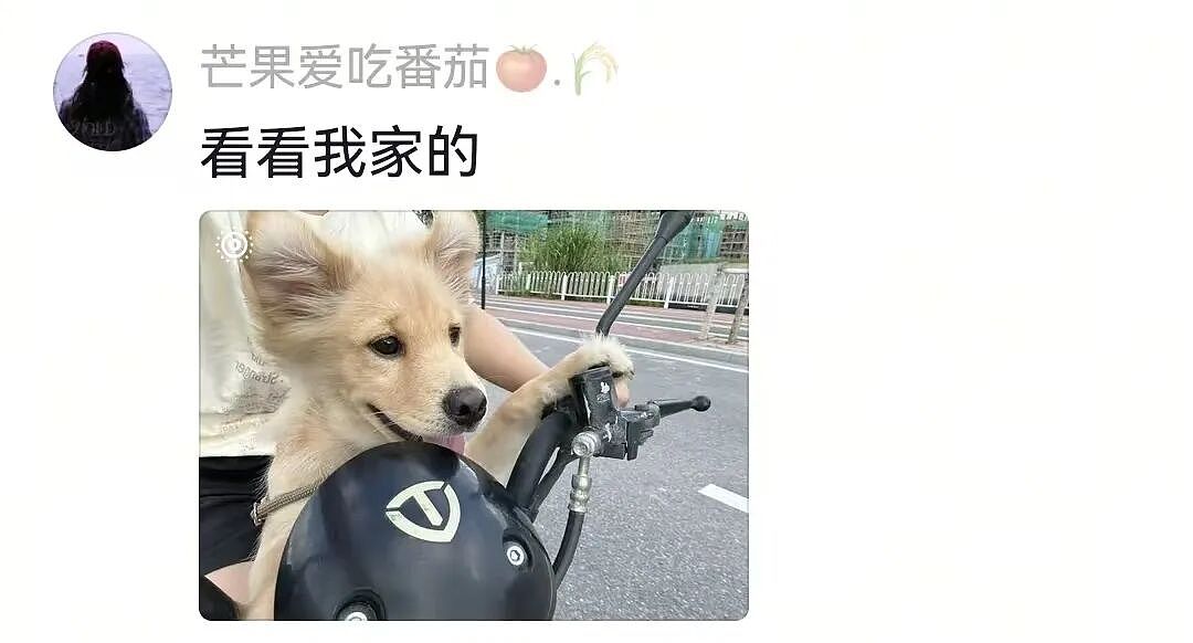 【宠物】主人费老牛劲给狗狗拍全家福,虽然过程中情况重重,但成品却令人惊喜(组图) - 4