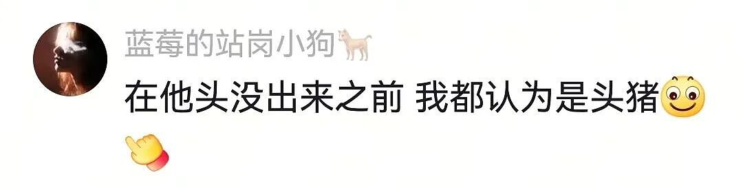 【宠物】主人费老牛劲给狗狗拍全家福,虽然过程中情况重重,但成品却令人惊喜(组图) - 10