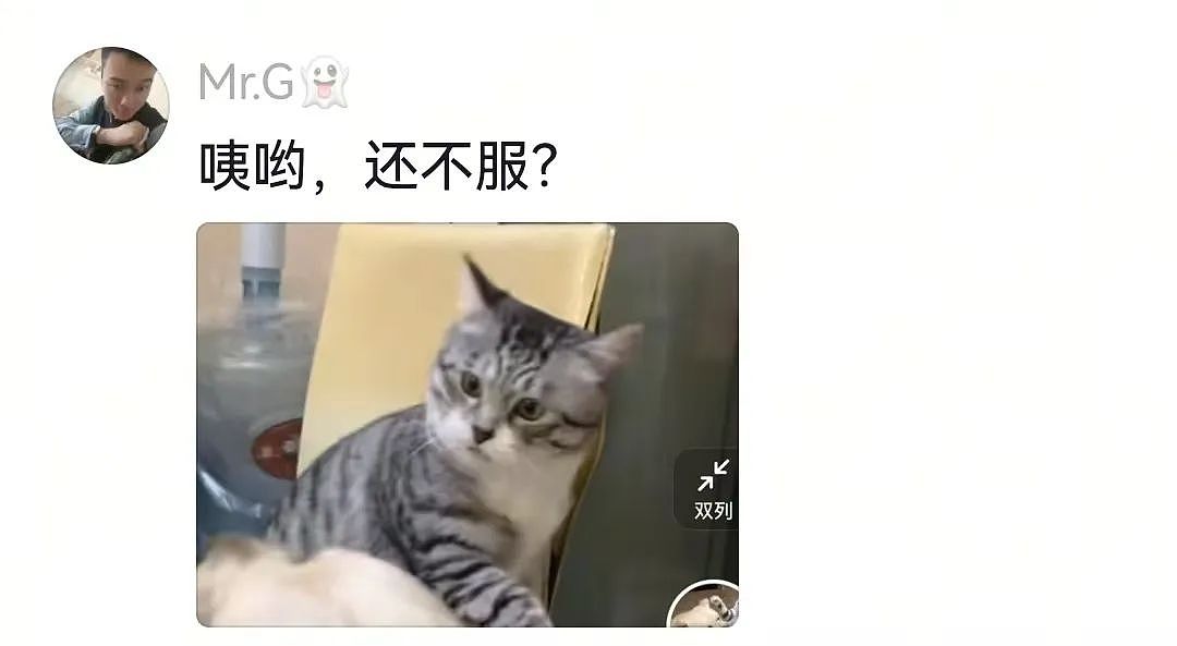 【宠物】主人费老牛劲给狗狗拍全家福,虽然过程中情况重重,但成品却令人惊喜(组图) - 14