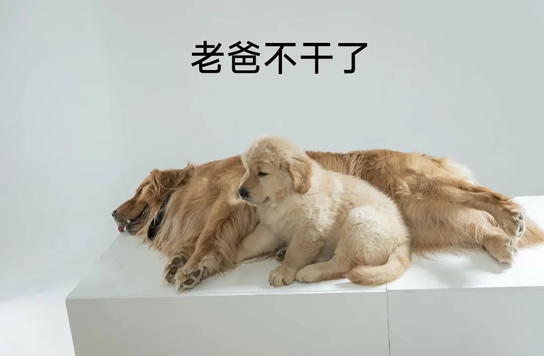 【宠物】主人费老牛劲给狗狗拍全家福,虽然过程中情况重重,但成品却令人惊喜(组图) - 18