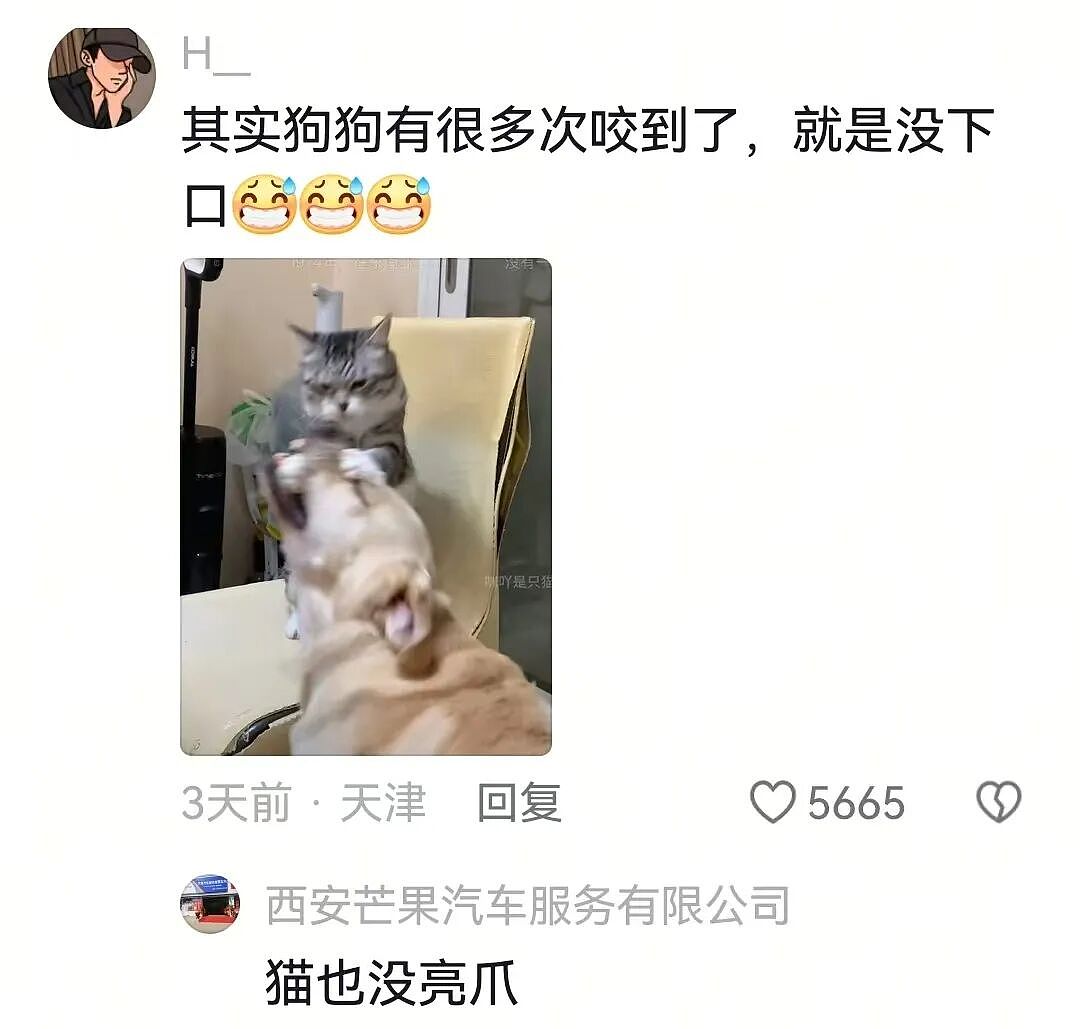 【宠物】主人费老牛劲给狗狗拍全家福,虽然过程中情况重重,但成品却令人惊喜(组图) - 12