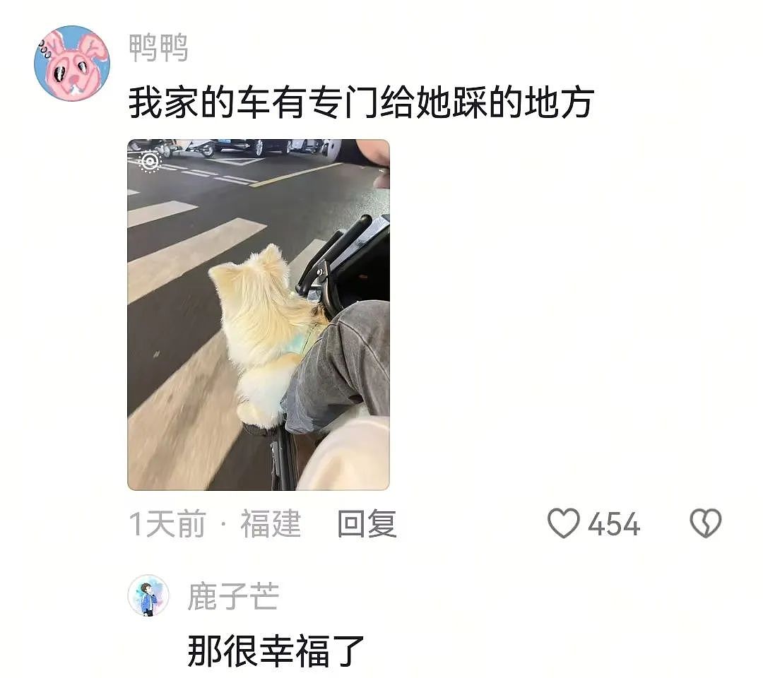 【宠物】主人费老牛劲给狗狗拍全家福,虽然过程中情况重重,但成品却令人惊喜(组图) - 3