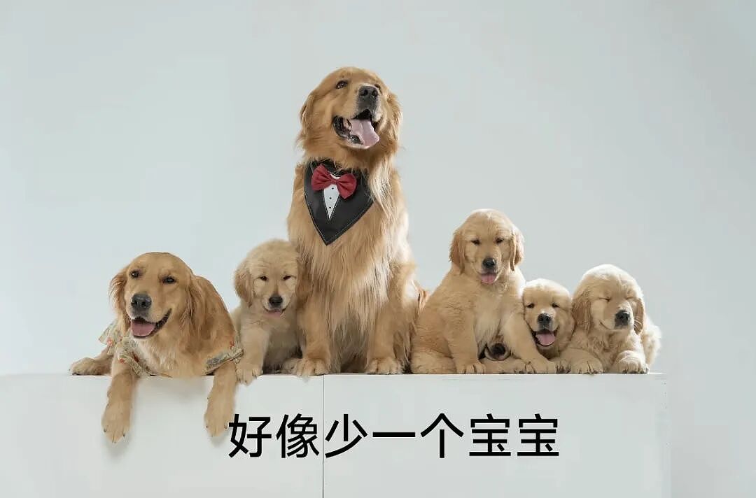 【宠物】主人费老牛劲给狗狗拍全家福,虽然过程中情况重重,但成品却令人惊喜(组图) - 16