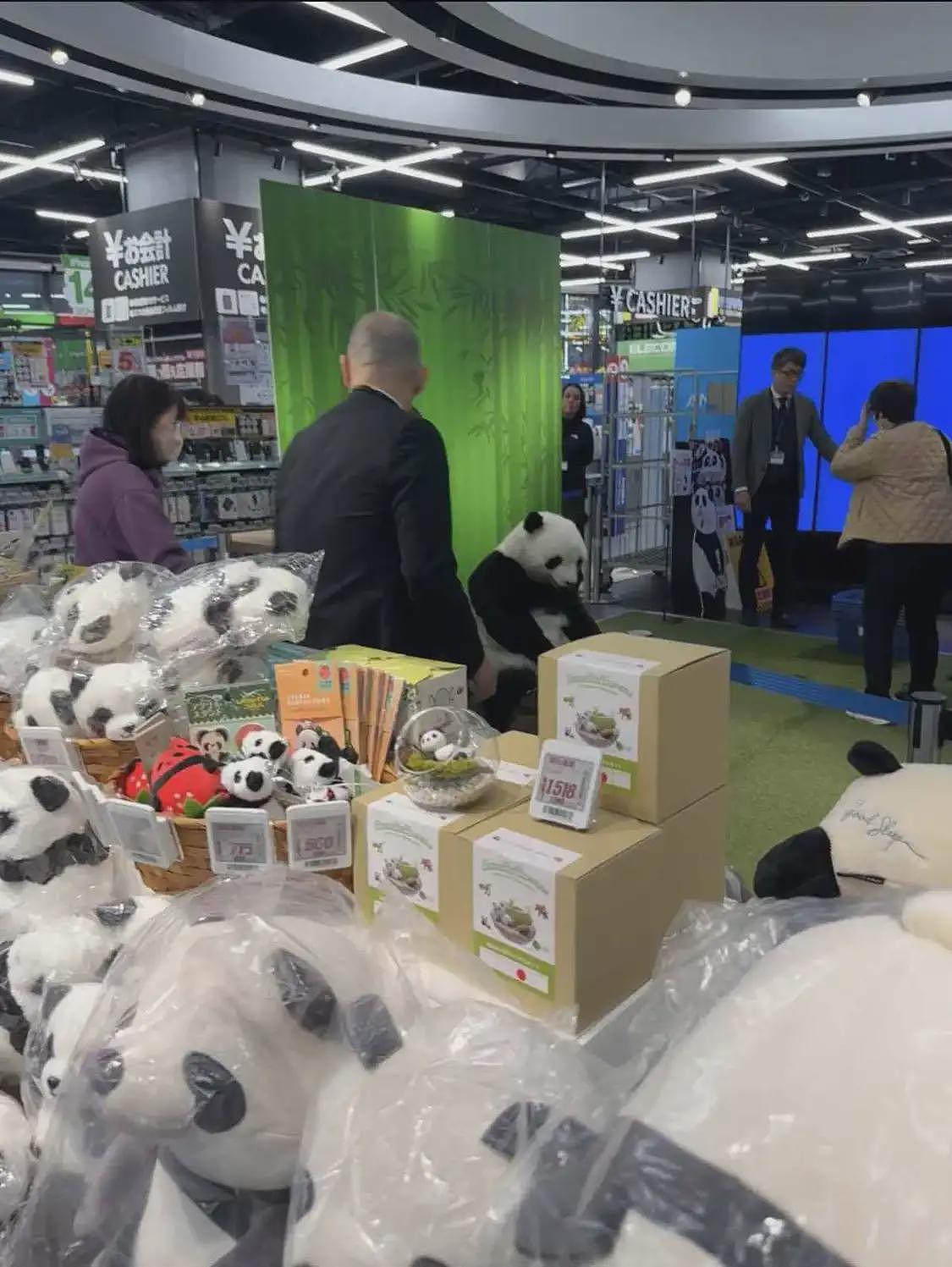 日本没熊猫了就用人来假扮，游客：还蛮像，就是有点搞笑（组图） - 2