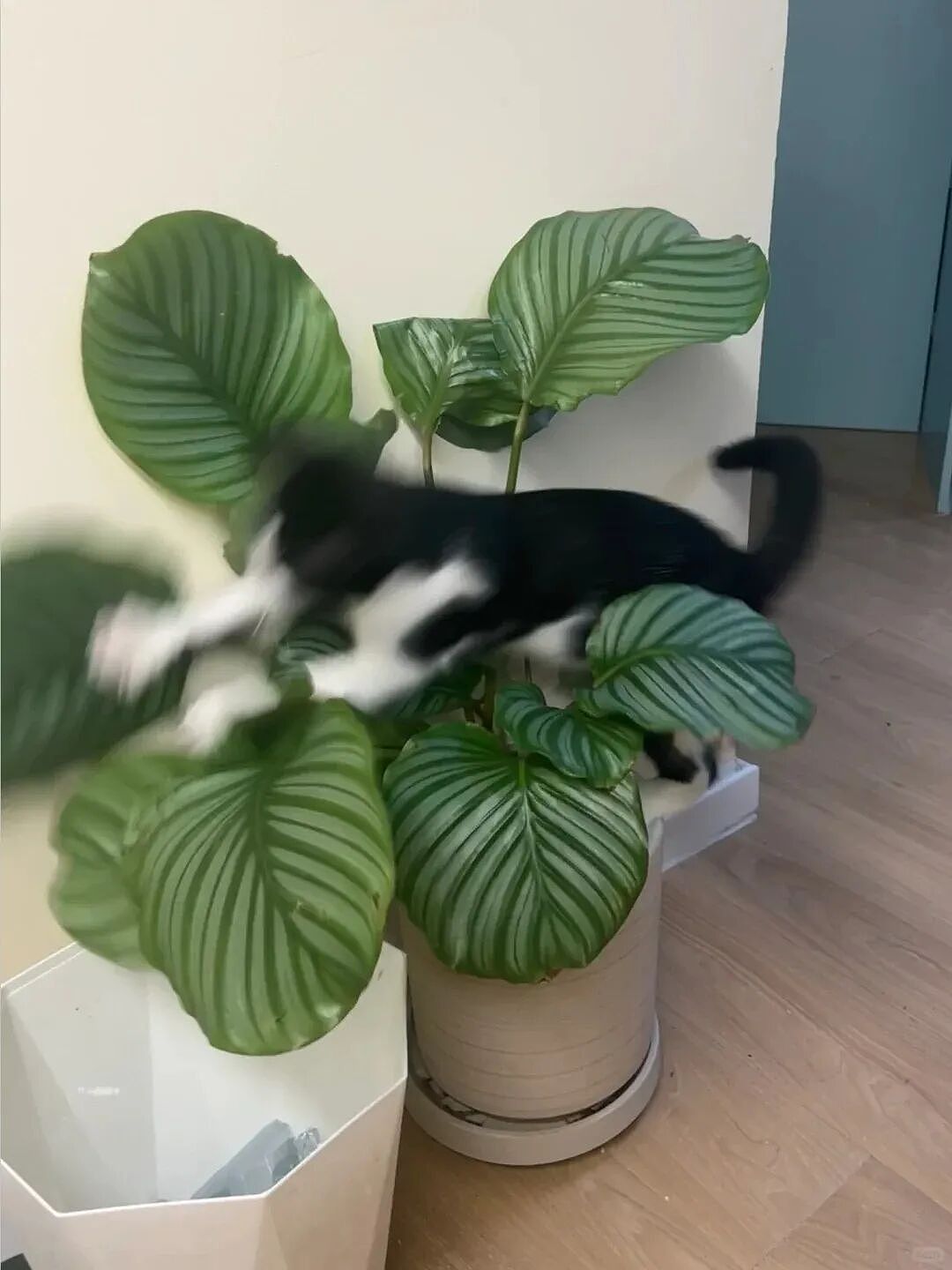 【宠物】主人趁小猫睡觉时往它身上放东西,猫突然睁眼:有本事把车也放上来(组图) - 17