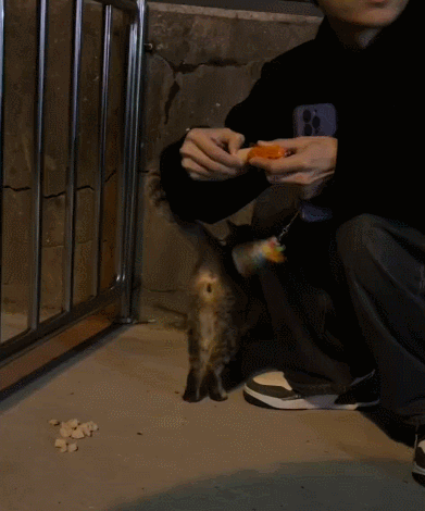 【宠物】主人趁小猫睡觉时往它身上放东西,猫突然睁眼:有本事把车也放上来(组图) - 19